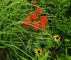 Kehrberg Prairie Restoration