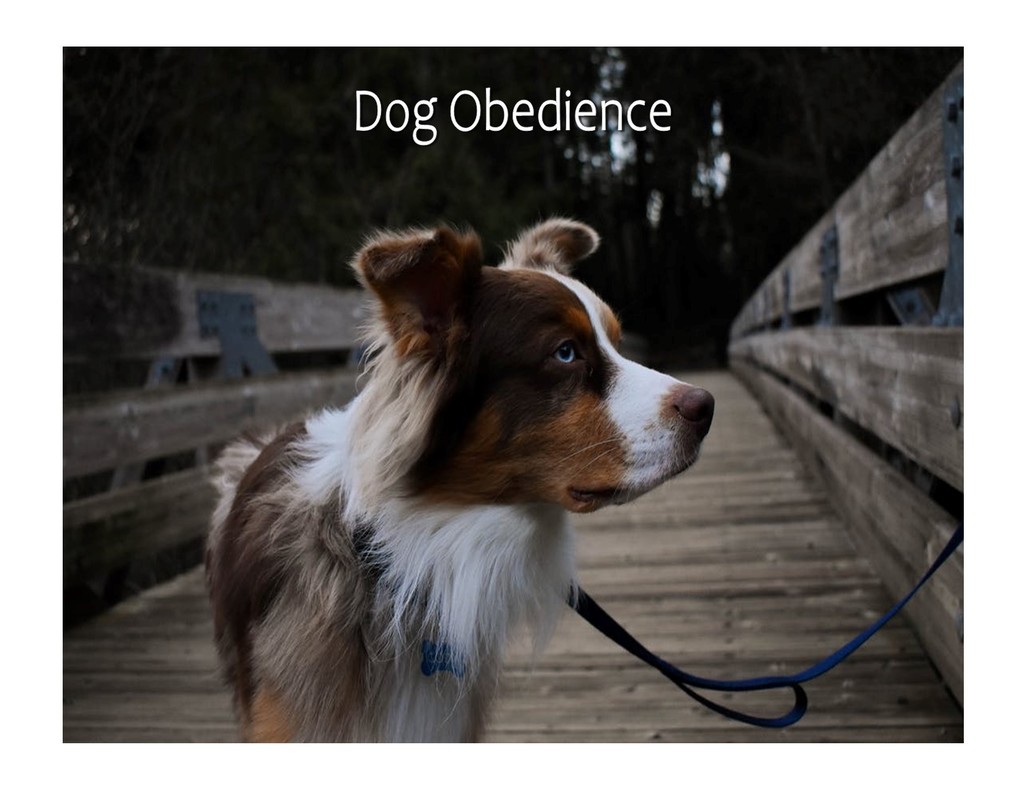 Dog Obedience